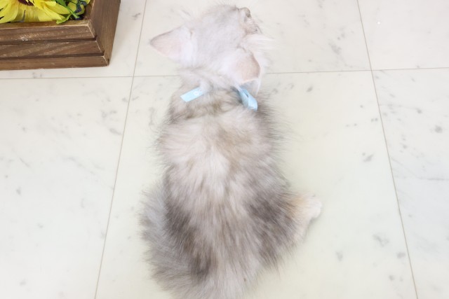 愛媛県のミヌエット (Coo&RIKU愛媛松山店/2026年1月18日生まれ/男の子/チンチラシルバー)の子猫の4枚目の画像