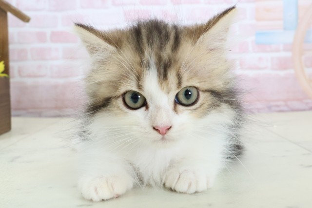 福岡県のミヌエット (Coo&RIKUゆめタウン飯塚店/2026年1月18日生まれ/男の子/ブラウンタビー)の子猫の1枚目の画像