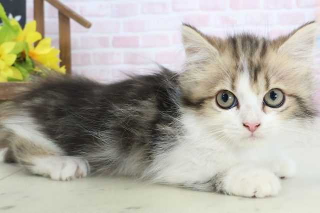 福岡県のミヌエット (Coo&RIKUゆめタウン飯塚店/2026年1月18日生まれ/男の子/ブラウンタビー)の子猫の2枚目の画像