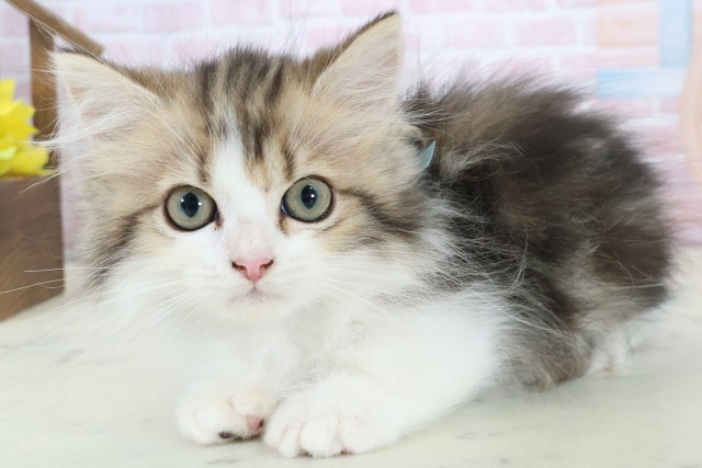 福岡県のミヌエット (Coo&RIKUゆめタウン飯塚店/2026年1月18日生まれ/男の子/ブラウンタビー)の子猫の3枚目の画像