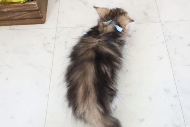 福岡県のミヌエット (Coo&RIKUゆめタウン飯塚店/2026年1月18日生まれ/男の子/ブラウンタビー)の子猫の4枚目の画像