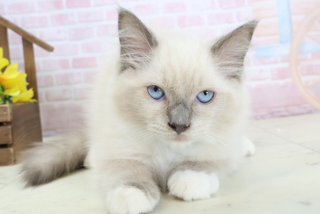 福岡県のラグドール (Coo&RIKU黒崎店/2026年1月10日生まれ/男の子/ブルーポイントミテッド)の子猫の1枚目の画像