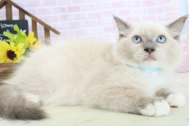 福岡県のラグドール (Coo&RIKU黒崎店/2026年1月10日生まれ/男の子/ブルーポイントミテッド)の子猫の2枚目の画像