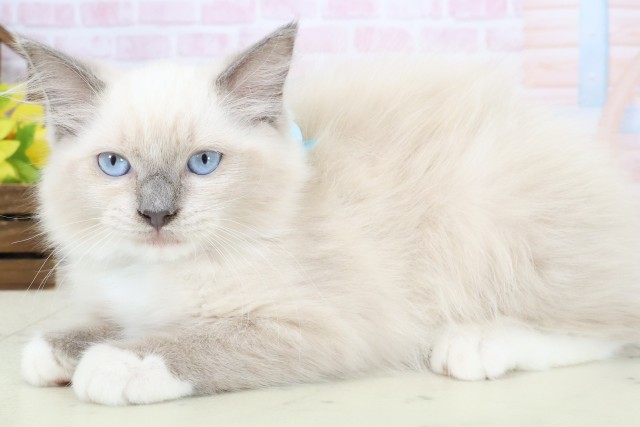 福岡県のラグドール (Coo&RIKU黒崎店/2026年1月10日生まれ/男の子/ブルーポイントミテッド)の子猫の3枚目の画像