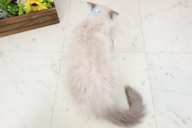 福岡県のラグドール (Coo&RIKU黒崎店/2026年1月10日生まれ/男の子/ブルーポイントミテッド)の子猫の4枚目の画像