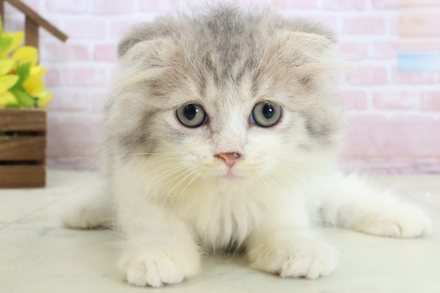 香川県のスコティッシュフォールド (Coo&RIKU高松上福岡店/2026年1月19日生まれ/男の子/ブルータビーホワイト)の子猫の1枚目の画像