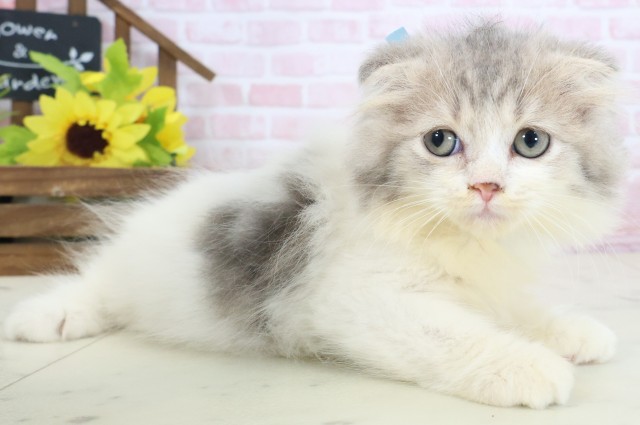 香川県のスコティッシュフォールド (Coo&RIKU高松上福岡店/2026年1月19日生まれ/男の子/ブルータビーホワイト)の子猫の2枚目の画像