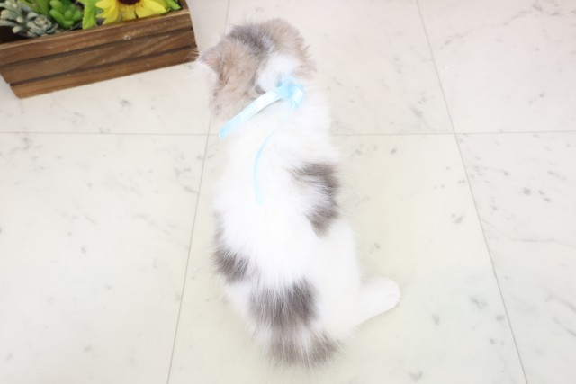 香川県のスコティッシュフォールド (Coo&RIKU高松上福岡店/2026年1月19日生まれ/男の子/ブルータビーホワイト)の子猫の4枚目の画像