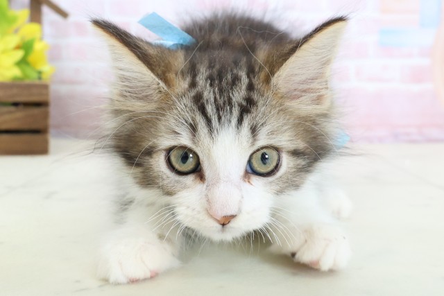 福岡県のメインクーン (Coo&RIKU久留米店/2026年1月29日生まれ/男の子/ブラウンタビーホワイト)の子猫の1枚目の画像