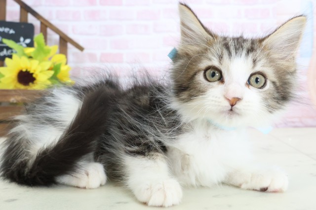 福岡県のメインクーン (Coo&RIKU久留米店/2026年1月29日生まれ/男の子/ブラウンタビーホワイト)の子猫の2枚目の画像