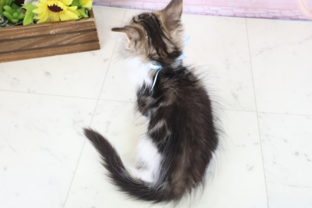 福岡県のメインクーン (Coo&RIKU久留米店/2026年1月29日生まれ/男の子/ブラウンタビーホワイト)の子猫の4枚目の画像