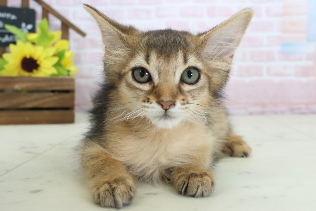 広島県のソマリ (Coo&RIKUゆめタウン大竹店/2026年1月17日生まれ/女の子/ルディ)の子猫の1枚目の画像