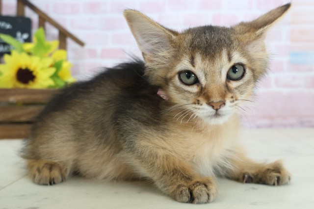 広島県のソマリ (Coo&RIKUゆめタウン大竹店/2026年1月17日生まれ/女の子/ルディ)の子猫の2枚目の画像