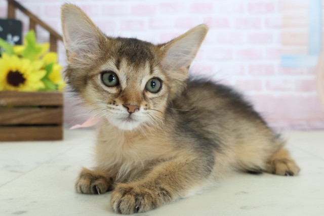 広島県のソマリ (Coo&RIKUゆめタウン大竹店/2026年1月17日生まれ/女の子/ルディ)の子猫の3枚目の画像