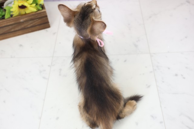 広島県のソマリ (Coo&RIKUゆめタウン大竹店/2026年1月17日生まれ/女の子/ルディ)の子猫の4枚目の画像