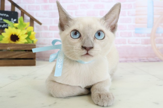 熊本県のトンキニーズ (Coo&RIKUイオンモール宇城店/2025年12月7日生まれ/男の子/ブルーミンク)の子猫