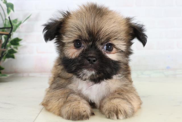 徳島県のチワズー/チワシーズ(チワワ×シーズー) (Coo&RIKU徳島店/2026年2月15日生まれ/男の子/フォーン)の子犬