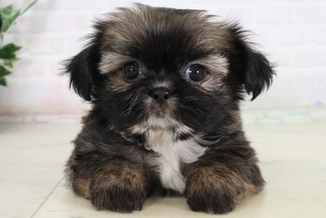 広島県のチワズー/チワシーズ(チワワ×シーズー) (Coo&RIKU東広島店/2026年2月15日生まれ/女の子/フォーン)の子犬