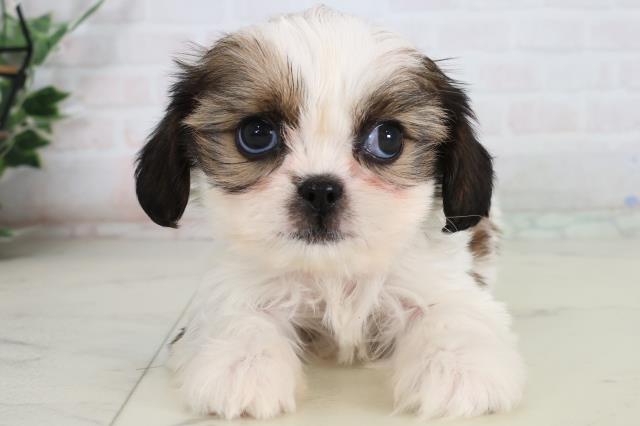 広島県のハーフ犬・ミックス犬 (Coo&RIKU広島中央店/2026年2月15日生まれ/女の子/ホワイトゴールド)の子犬の1枚目の画像