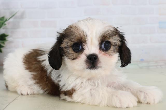 広島県のハーフ犬・ミックス犬 (Coo&RIKU広島中央店/2026年2月15日生まれ/女の子/ホワイトゴールド)の子犬の2枚目の画像