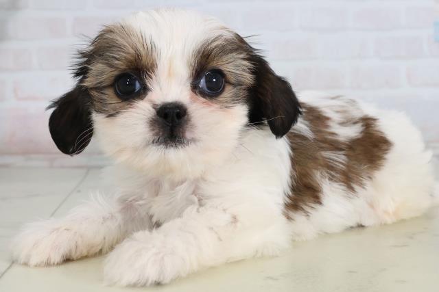 広島県のハーフ犬・ミックス犬 (Coo&RIKU広島中央店/2026年2月15日生まれ/女の子/ホワイトゴールド)の子犬の3枚目の画像