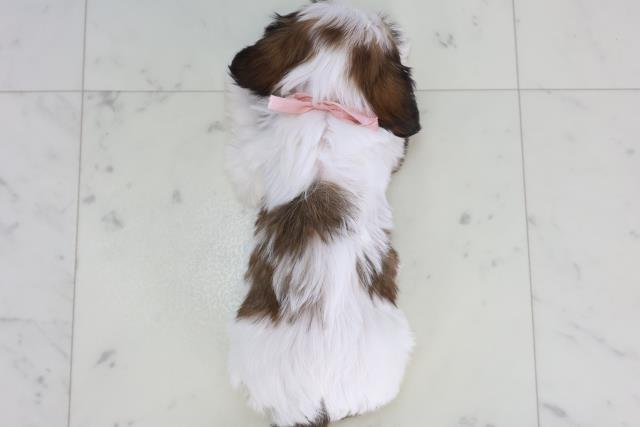 広島県のハーフ犬・ミックス犬 (Coo&RIKU広島中央店/2026年2月15日生まれ/女の子/ホワイトゴールド)の子犬の4枚目の画像