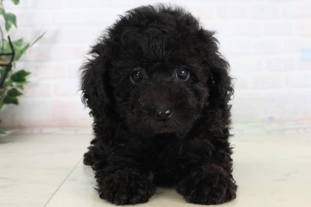 トイ・プードル