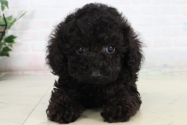 福岡県のトイプードル(トイ) (Coo&RIKUゆめタウン飯塚店/2026年2月13日生まれ/男の子/ブラック)の子犬の1枚目の画像