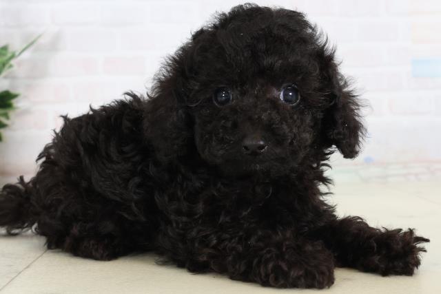 福岡県のトイプードル(トイ) (Coo&RIKUゆめタウン飯塚店/2026年2月13日生まれ/男の子/ブラック)の子犬の2枚目の画像