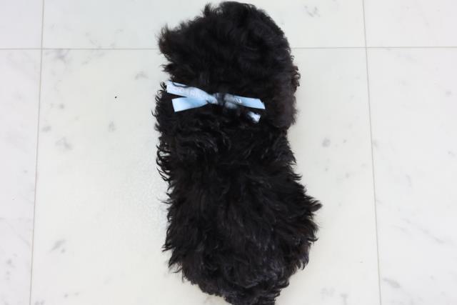 福岡県のトイプードル(トイ) (Coo&RIKUゆめタウン飯塚店/2026年2月13日生まれ/男の子/ブラック)の子犬の4枚目の画像