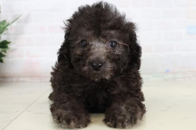 高知県のトイプードル(トイ) (Coo&RIKUのいち店/2026年2月13日生まれ/男の子/シルバー)の子犬の1枚目の画像