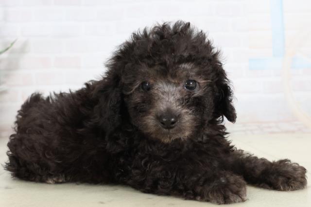 高知県のトイプードル(トイ) (Coo&RIKUのいち店/2026年2月13日生まれ/男の子/シルバー)の子犬の2枚目の画像