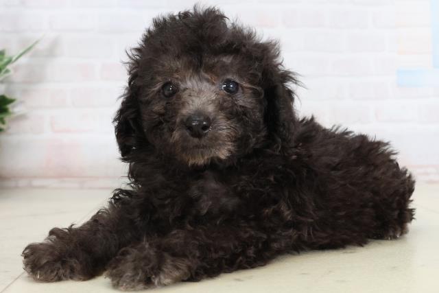 高知県のトイプードル(トイ) (Coo&RIKUのいち店/2026年2月13日生まれ/男の子/シルバー)の子犬の3枚目の画像