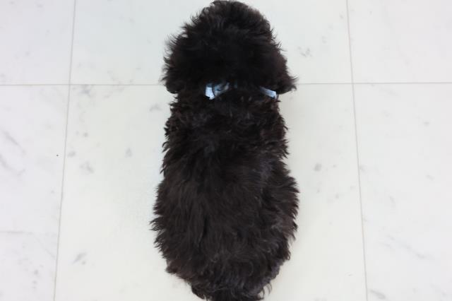 高知県のトイプードル(トイ) (Coo&RIKUのいち店/2026年2月13日生まれ/男の子/シルバー)の子犬の4枚目の画像