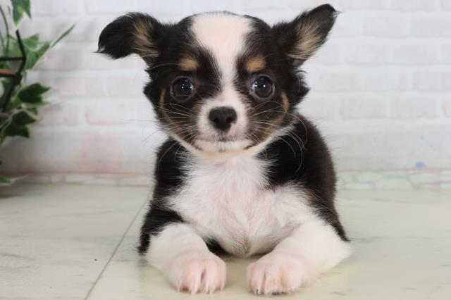 岡山県のチワワ(ロング) (Coo&RIKU岡山店/2026年2月12日生まれ/男の子/ブラックタンホワイト)の子犬の1枚目の画像