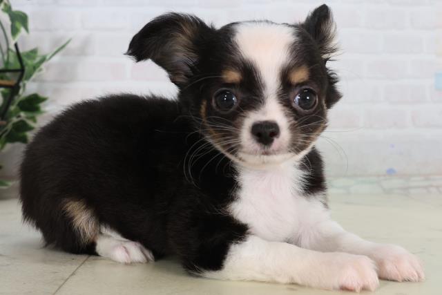 岡山県のチワワ(ロング) (Coo&RIKU岡山店/2026年2月12日生まれ/男の子/ブラックタンホワイト)の子犬の2枚目の画像