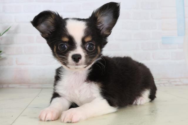 岡山県のチワワ(ロング) (Coo&RIKU岡山店/2026年2月12日生まれ/男の子/ブラックタンホワイト)の子犬の3枚目の画像