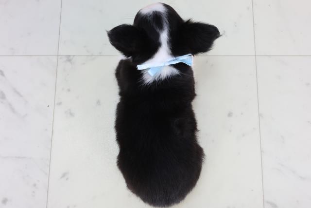 岡山県のチワワ(ロング) (Coo&RIKU岡山店/2026年2月12日生まれ/男の子/ブラックタンホワイト)の子犬の4枚目の画像