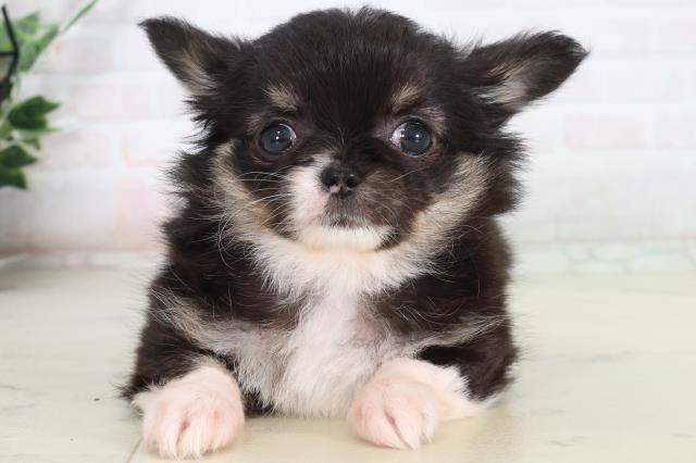 岡山県のチワワ(ロング) (Coo&RIKU岡山店/2026年2月12日生まれ/女の子/ブラックタンホワイト)の子犬の1枚目の画像