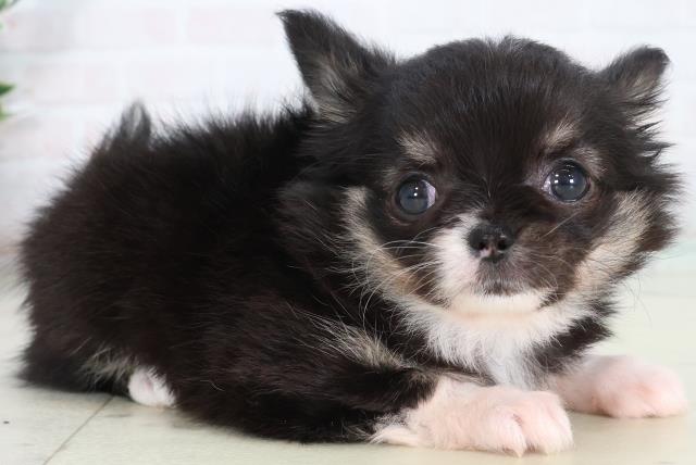 岡山県のチワワ(ロング) (Coo&RIKU岡山店/2026年2月12日生まれ/女の子/ブラックタンホワイト)の子犬の2枚目の画像