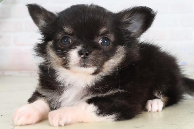 岡山県のチワワ(ロング) (Coo&RIKU岡山店/2026年2月12日生まれ/女の子/ブラックタンホワイト)の子犬の3枚目の画像