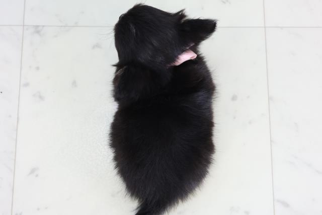 岡山県のチワワ(ロング) (Coo&RIKU岡山店/2026年2月12日生まれ/女の子/ブラックタンホワイト)の子犬の4枚目の画像