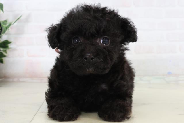 徳島県のポメプー(ポメラニアン×プードル) (Coo&RIKU徳島店/2026年2月14日生まれ/女の子/ブラック)の子犬の1枚目の画像