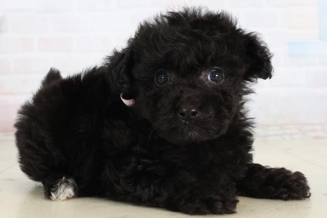 徳島県のポメプー(ポメラニアン×プードル) (Coo&RIKU徳島店/2026年2月14日生まれ/女の子/ブラック)の子犬の2枚目の画像