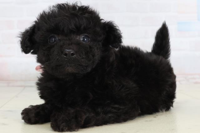 徳島県のポメプー(ポメラニアン×プードル) (Coo&RIKU徳島店/2026年2月14日生まれ/女の子/ブラック)の子犬の3枚目の画像