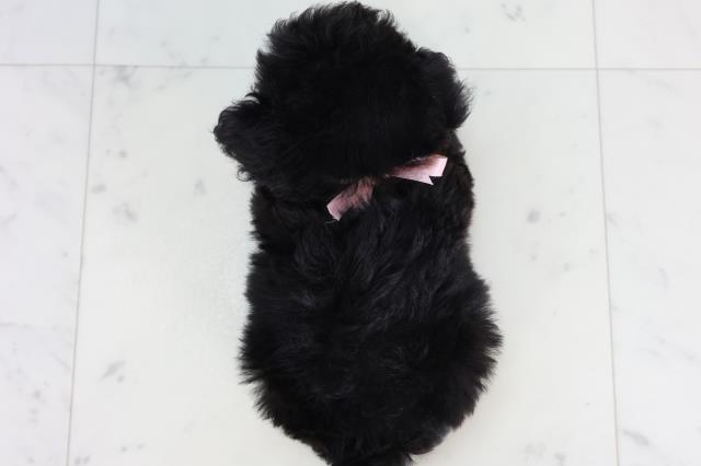 徳島県のポメプー(ポメラニアン×プードル) (Coo&RIKU徳島店/2026年2月14日生まれ/女の子/ブラック)の子犬の4枚目の画像