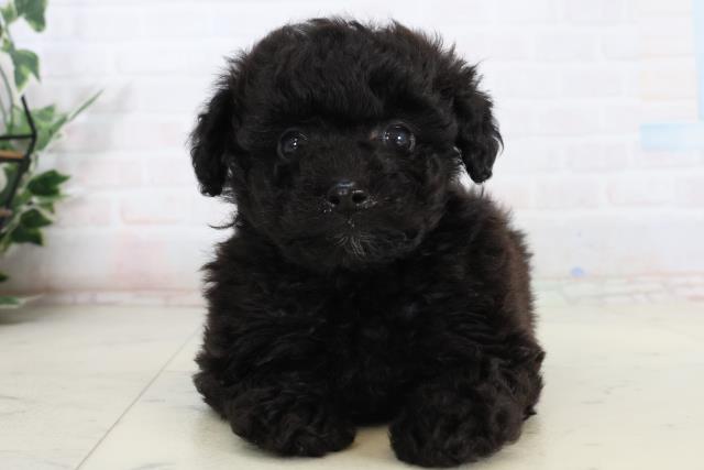 広島県のポメプー(ポメラニアン×プードル) (Coo&RIKU広島中央店/2026年2月14日生まれ/男の子/ブラック)の子犬