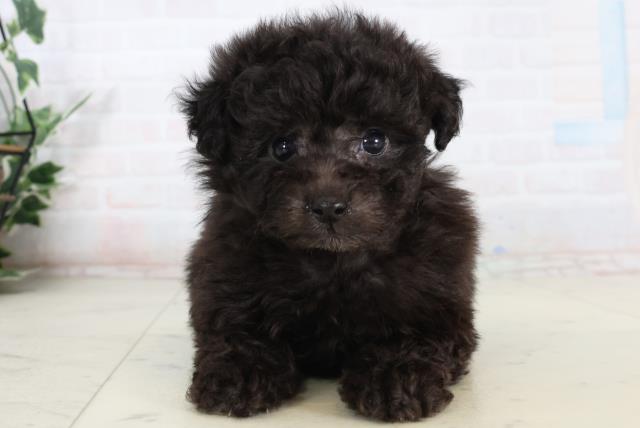 福岡県のポメプー(ポメラニアン×プードル) (Coo&RIKU行橋店/2026年2月14日生まれ/男の子/シルバー)の子犬