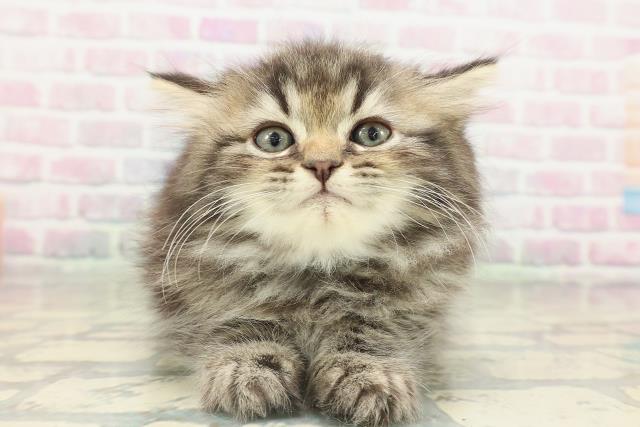 東京都のエキゾチック (Coo&RIKU武蔵小山店/2026年2月15日生まれ/男の子/ブラウンタビー)の子猫の1枚目の画像