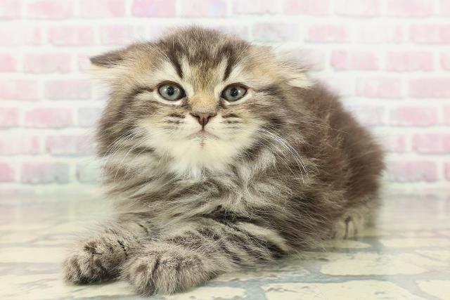 東京都のエキゾチック (Coo&RIKU武蔵小山店/2026年2月15日生まれ/男の子/ブラウンタビー)の子猫の2枚目の画像